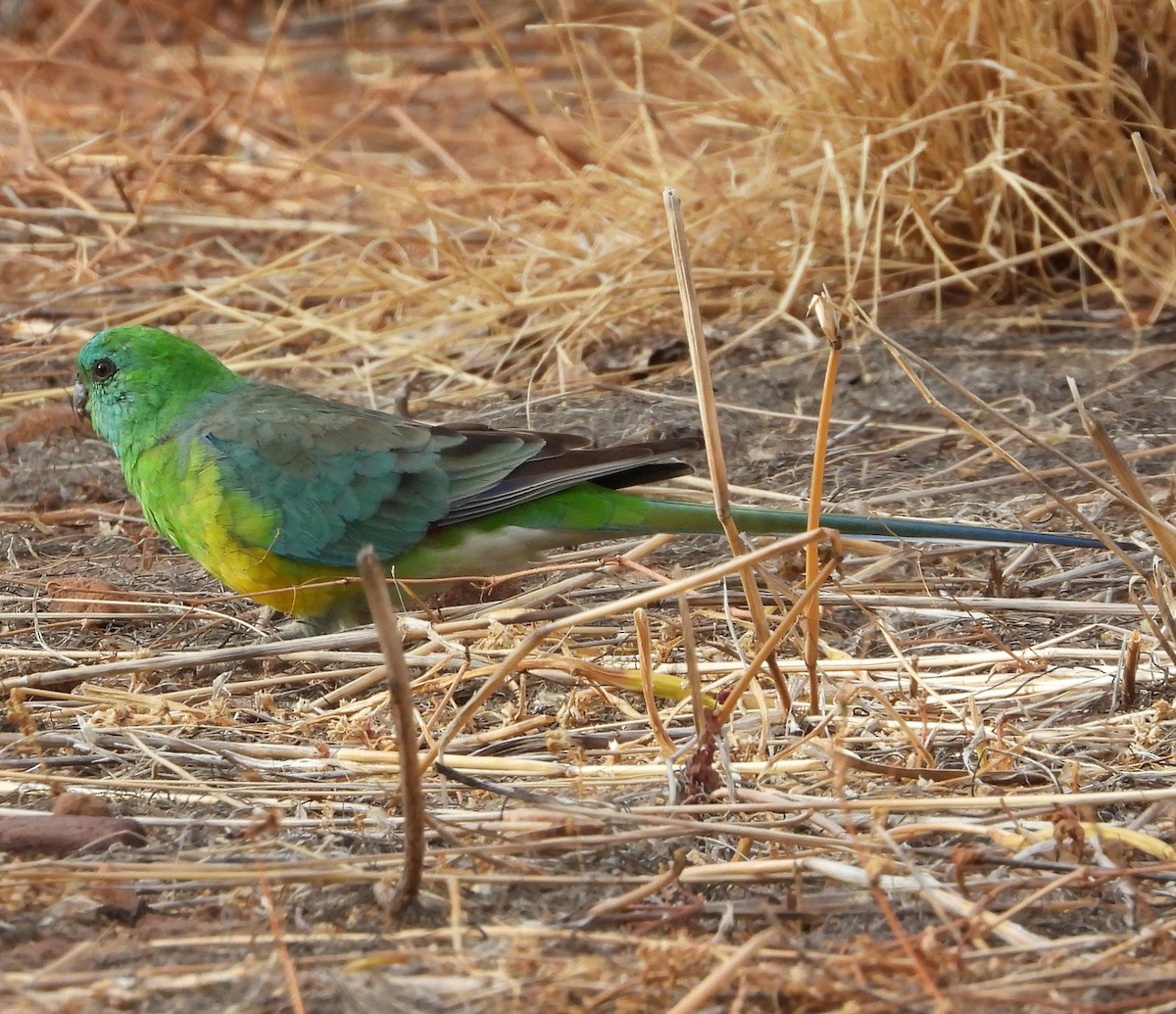 Red-rumped Parrot - ML617084905