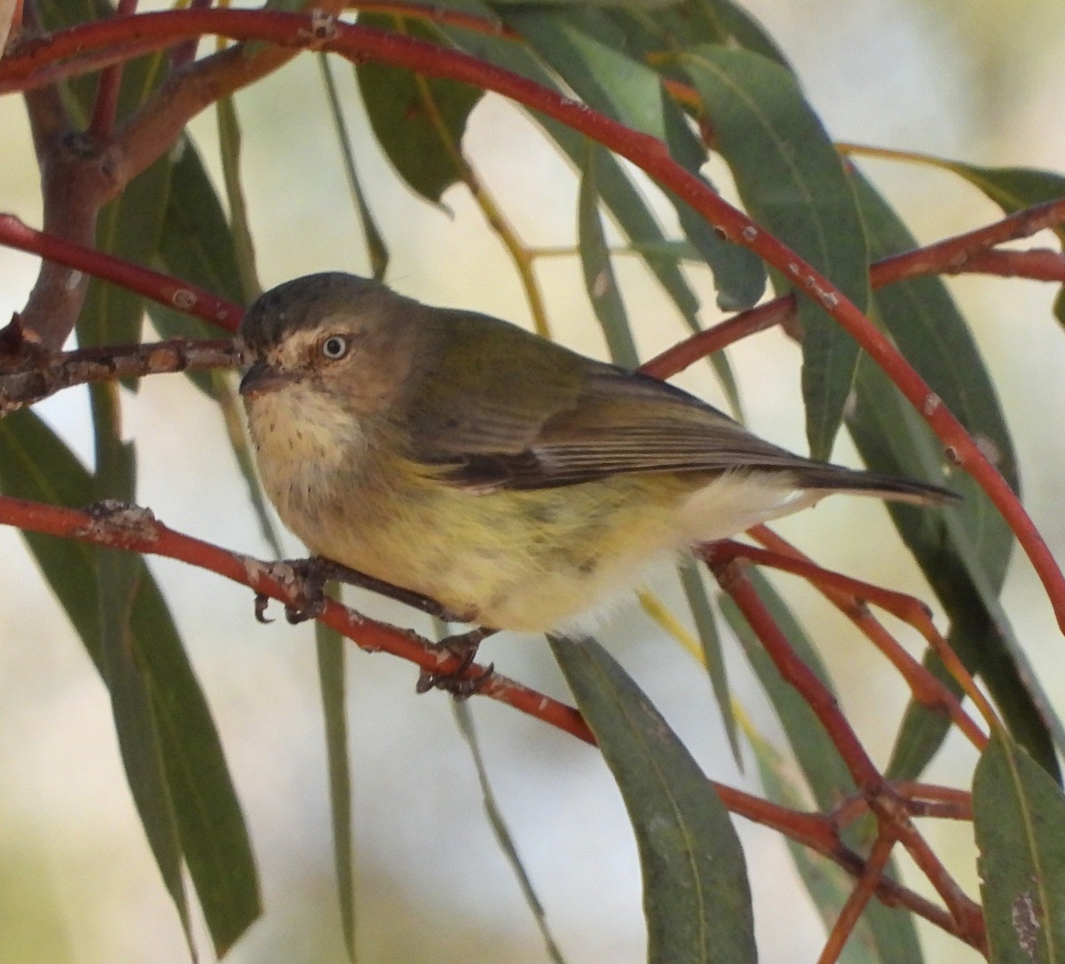 Weebill - Rodney van den Brink