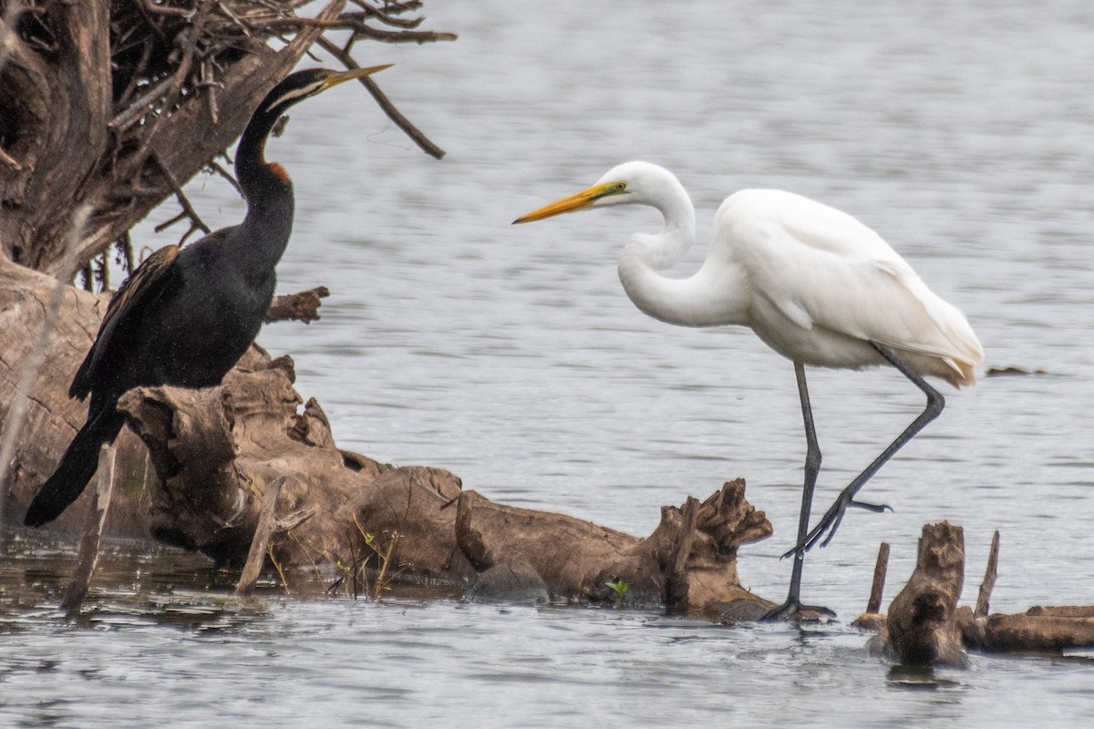 Australasian Darter - ML617084914