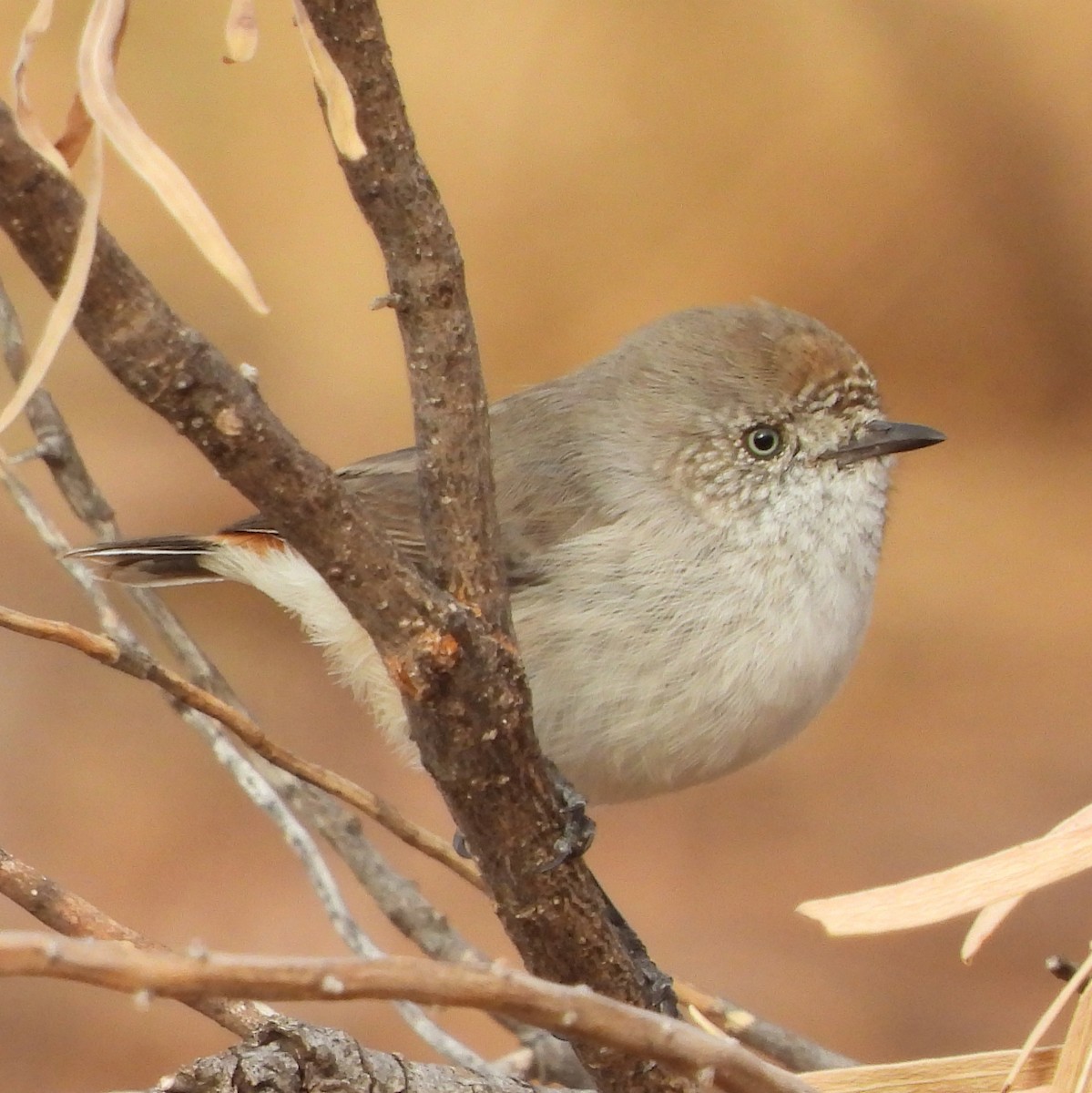 Chestnut-rumped Thornbill - ML617084935