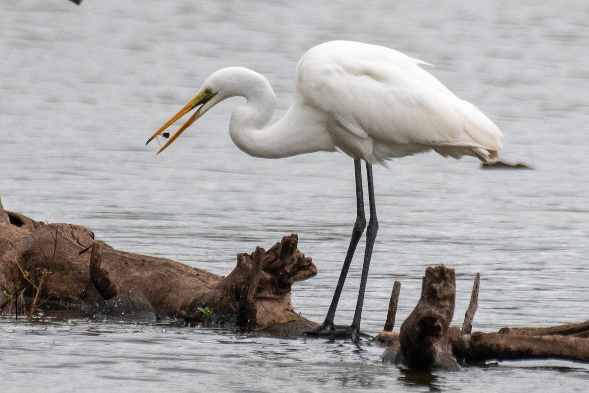 Great Egret - ML617084938