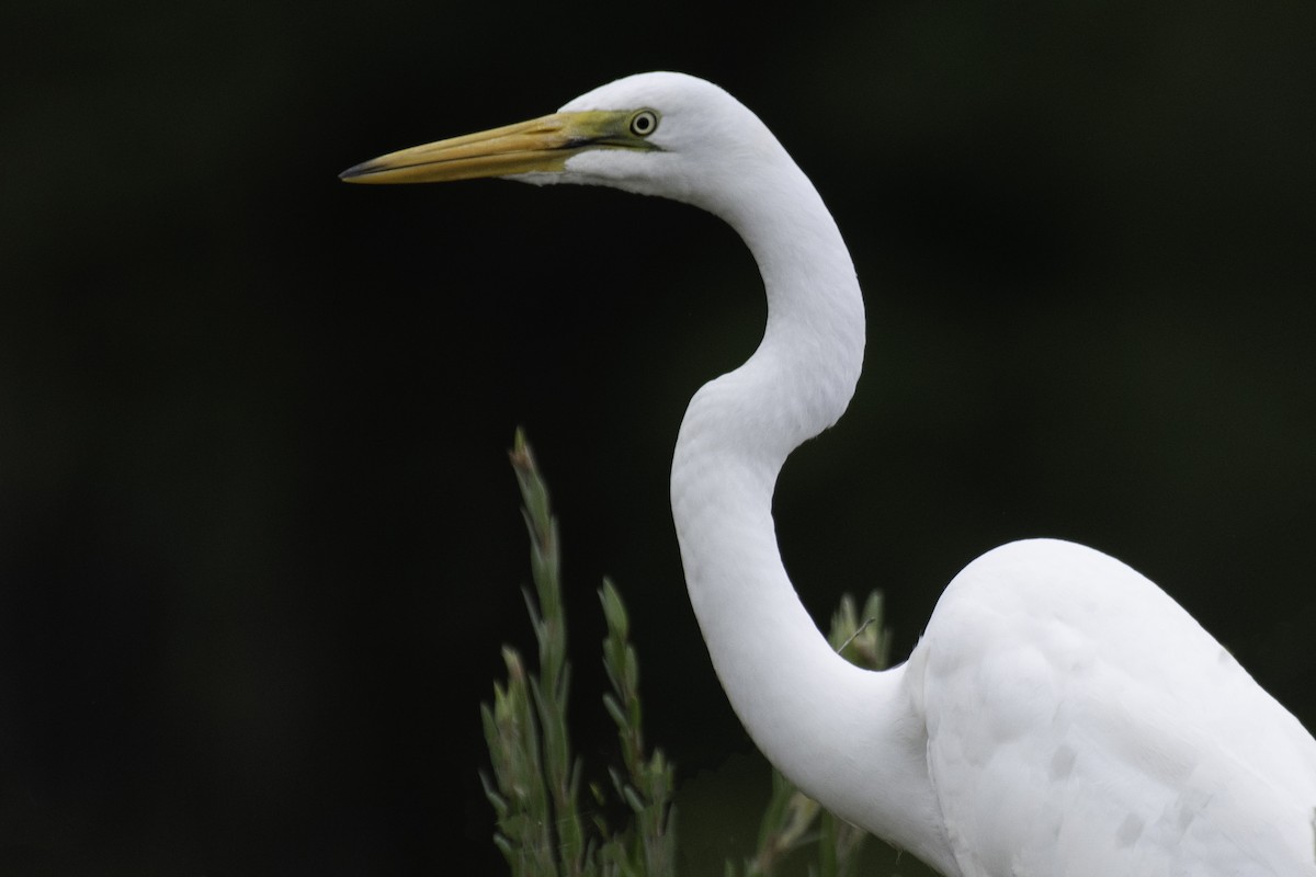 Great Egret - ML617084939