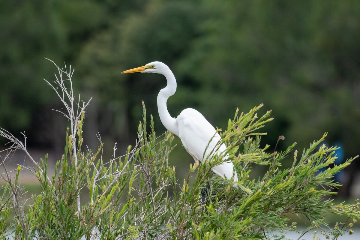 Great Egret - ML617084940