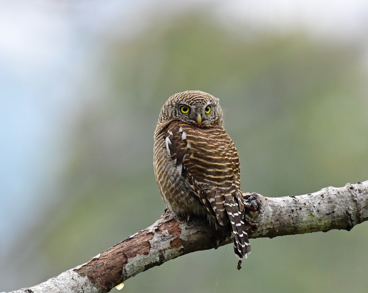 Asian Barred Owlet - ML617085047