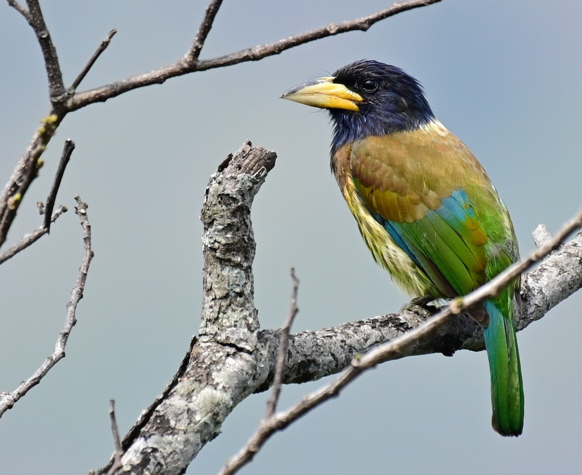 barbet velký - ML617085051