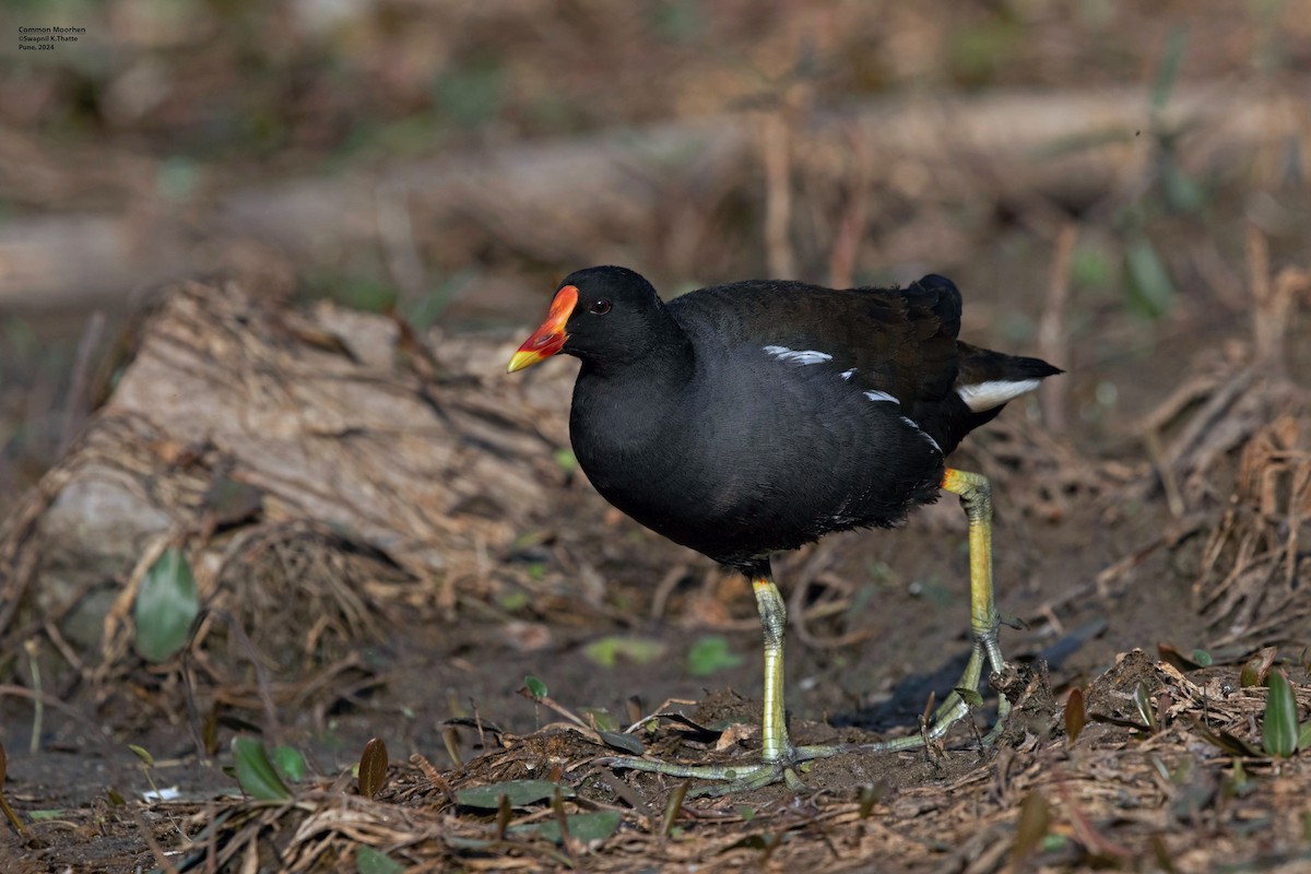 Eurasian Moorhen - Swapnil Thatte