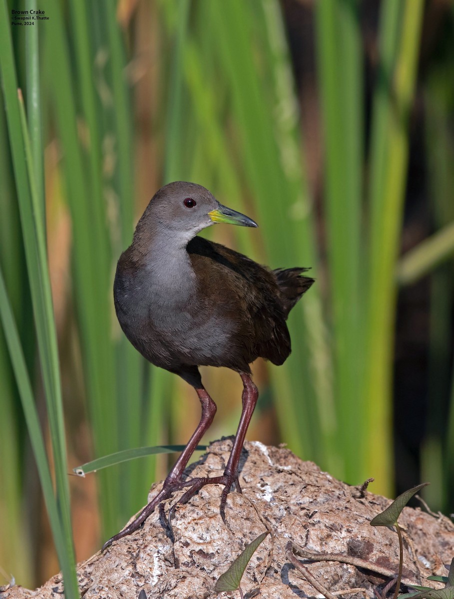 Brown Crake - Swapnil Thatte