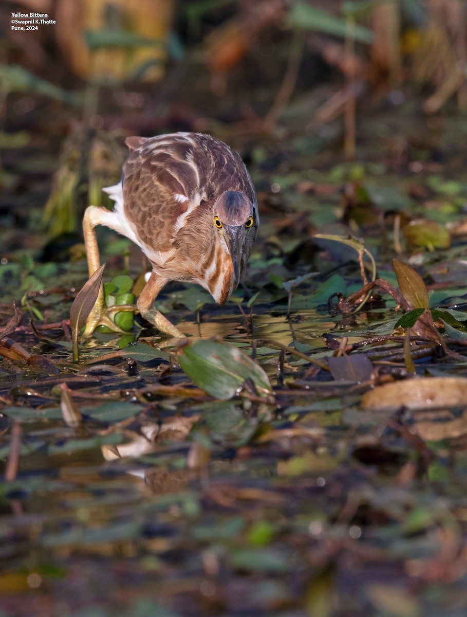 Yellow Bittern - Swapnil Thatte