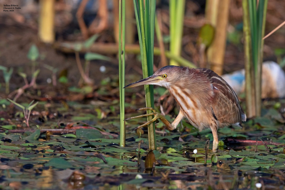 Yellow Bittern - Swapnil Thatte