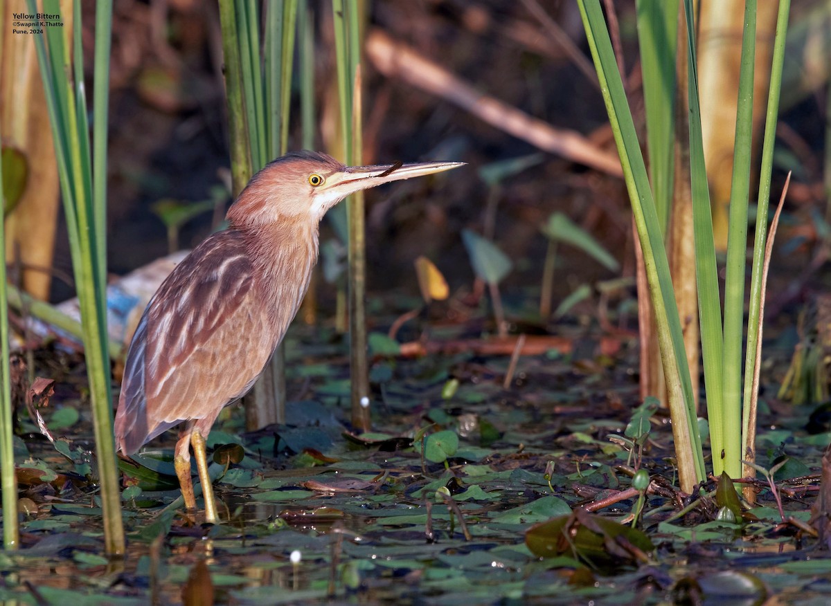 Yellow Bittern - Swapnil Thatte