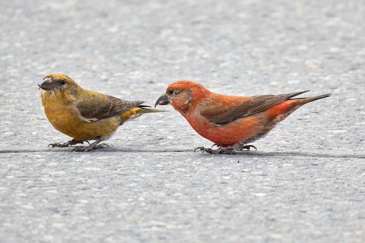 Red Crossbill - John Sutton