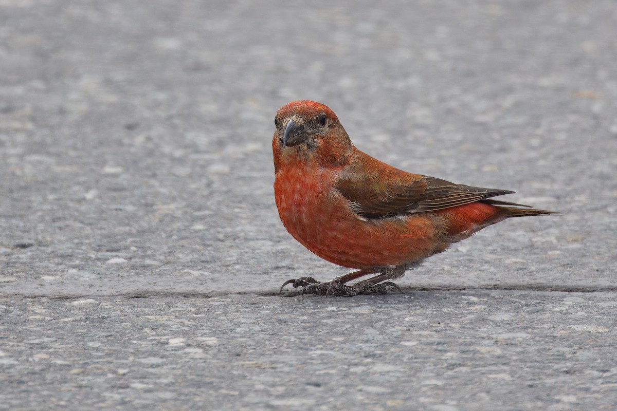 Red Crossbill - John Sutton