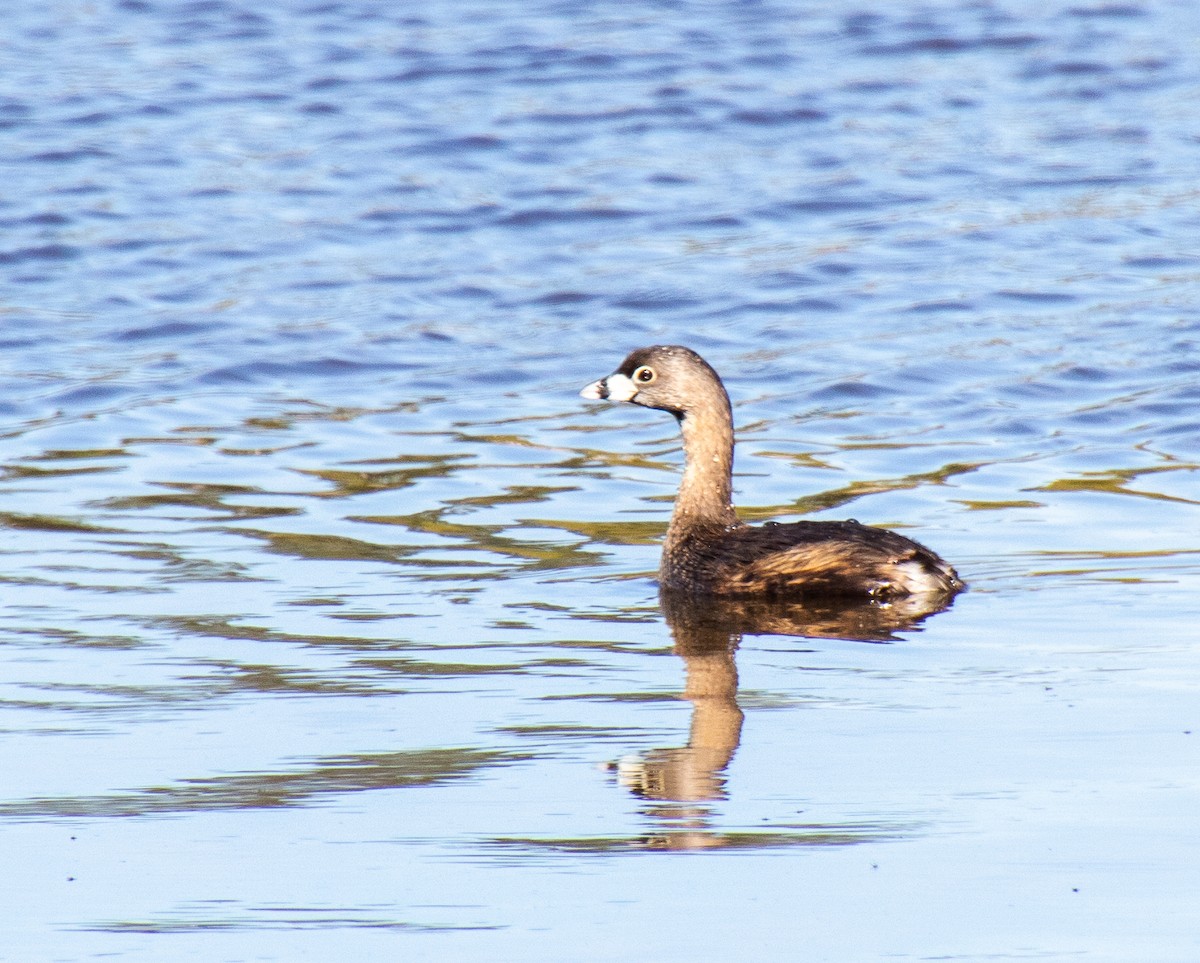 Pied-billed Grebe - ML617085135