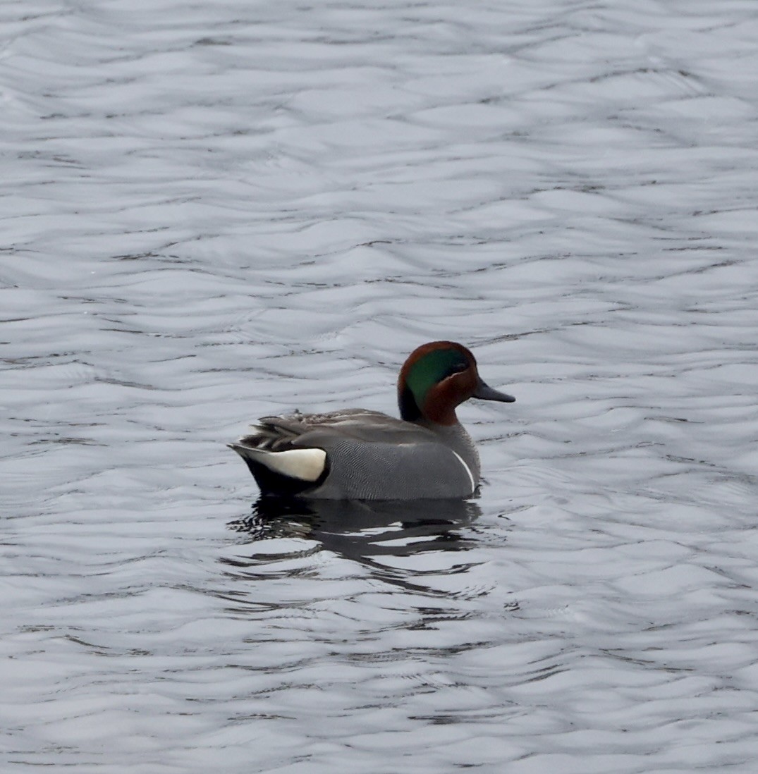 Green-winged Teal - ML617085137