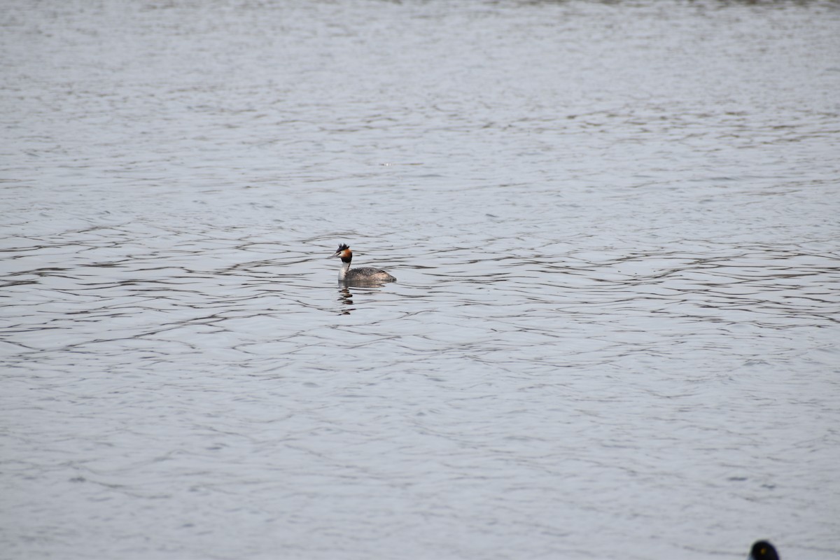 Great Crested Grebe - Dr. Wolverine