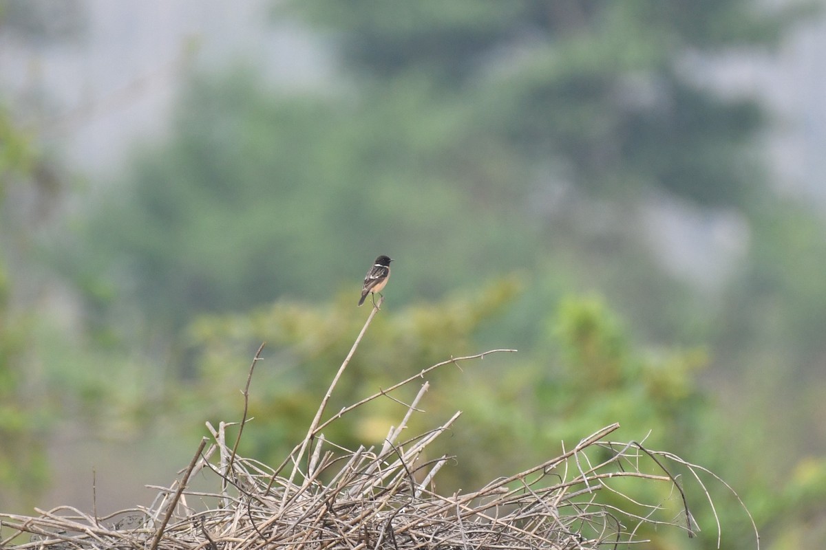 Siberian Stonechat - Tristan Jobin