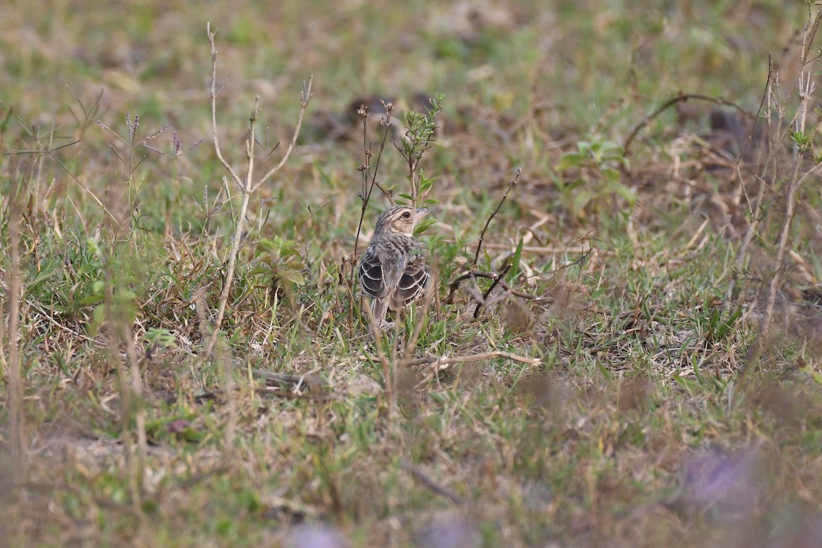 Bengal Bushlark - Tristan Jobin