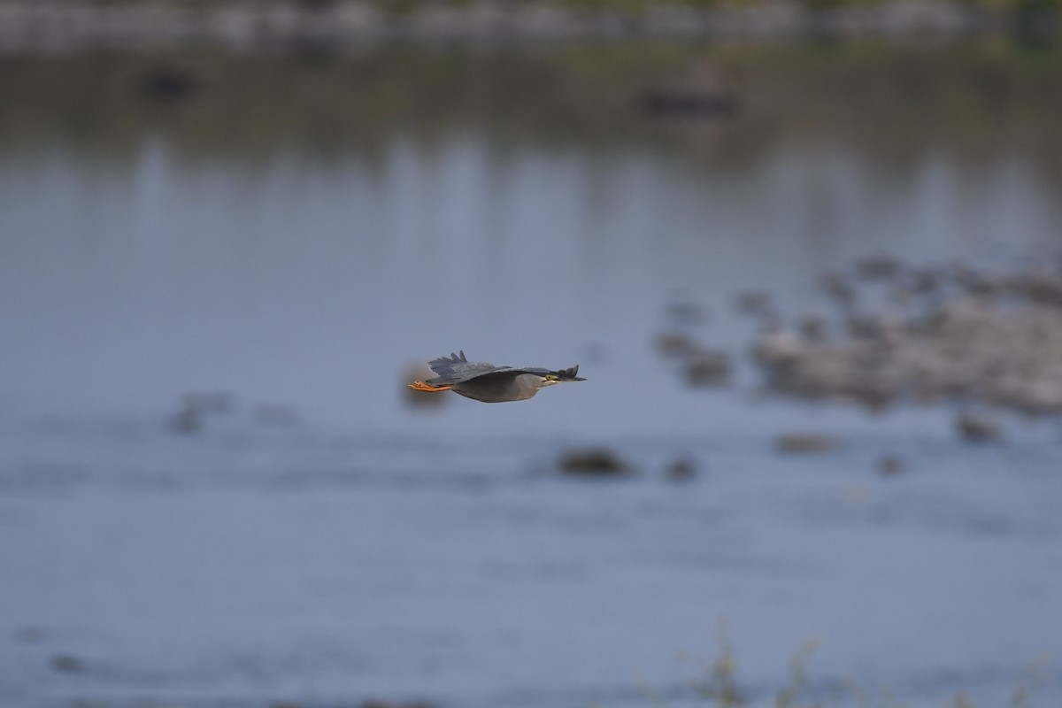 Striated Heron - Tristan Jobin