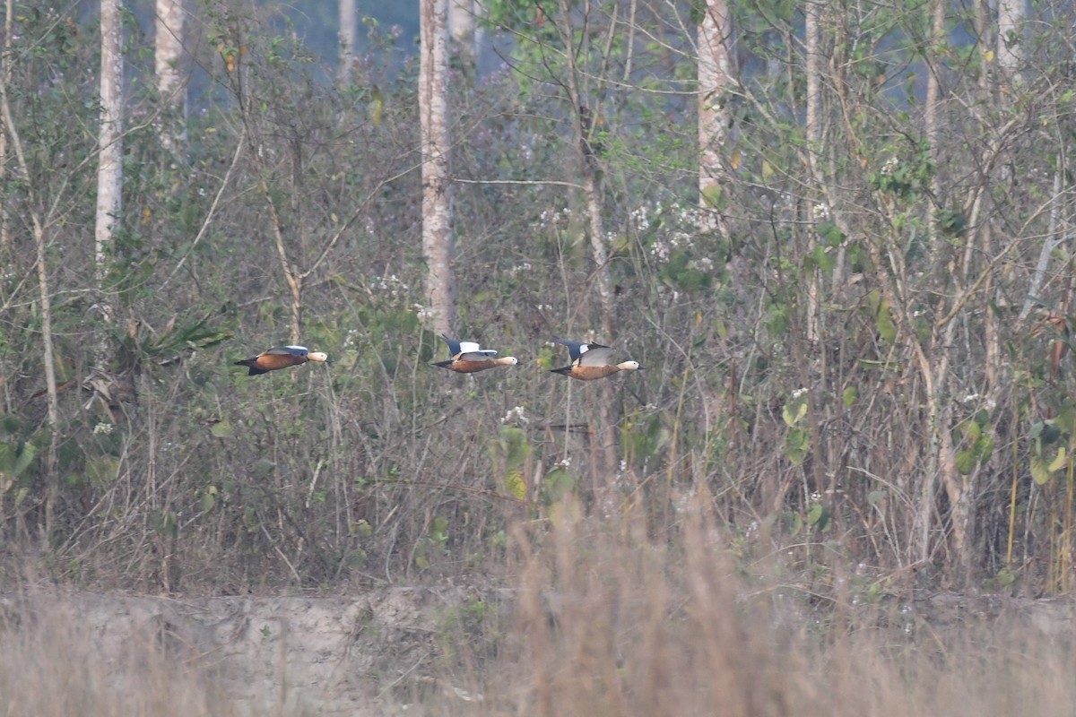 Ruddy Shelduck - Tristan Jobin