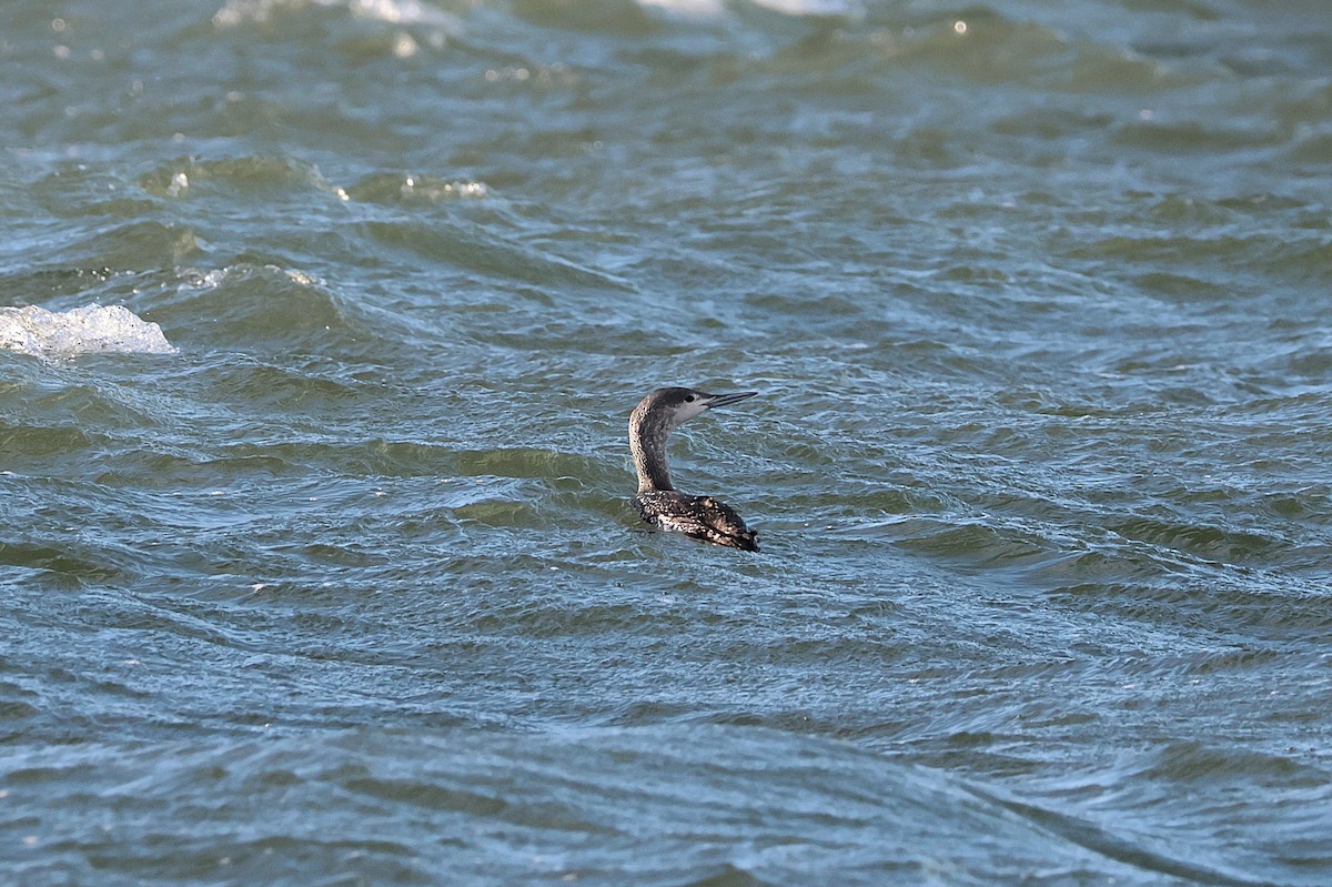 Red-throated Loon - ML617085173