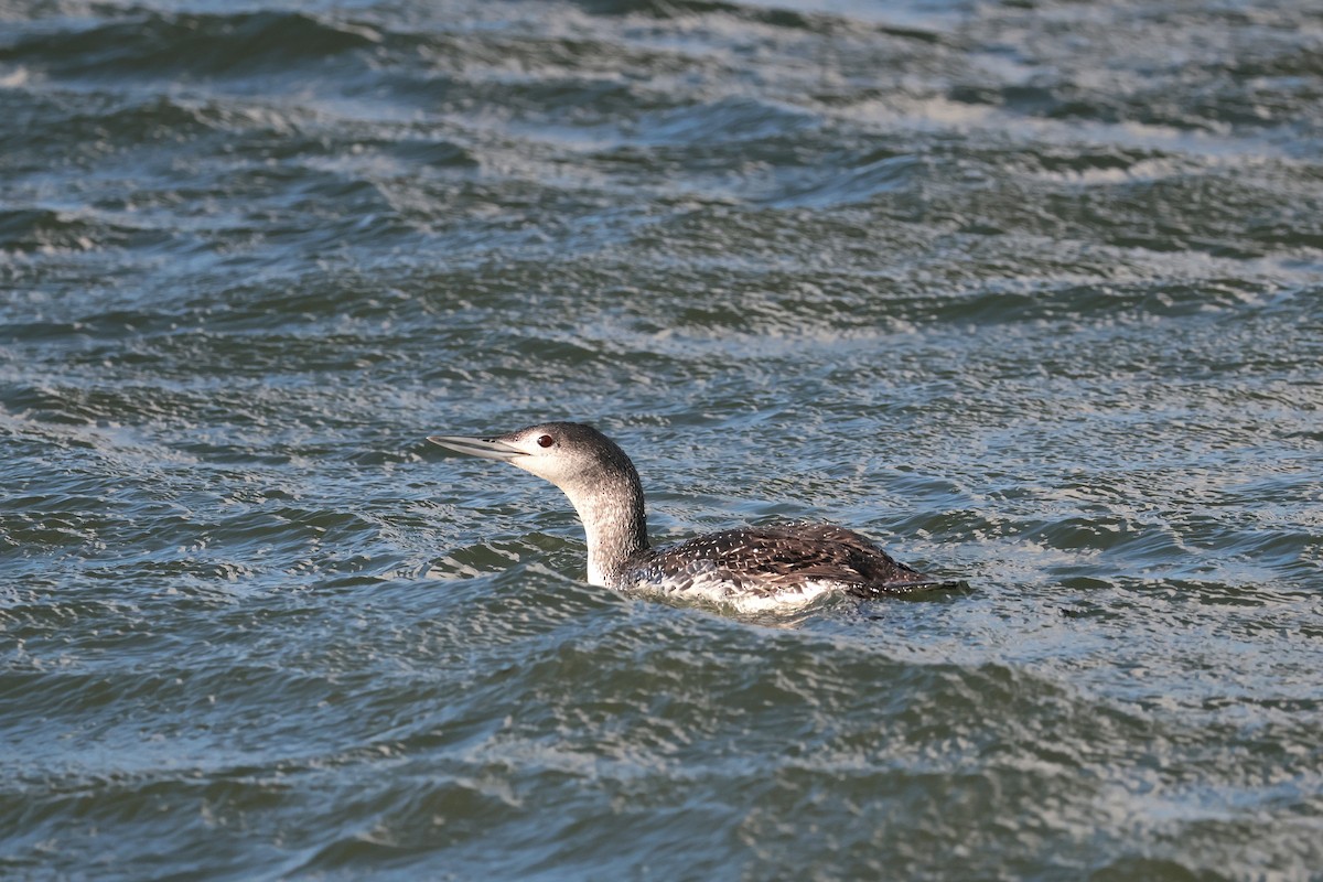 Red-throated Loon - ML617085174