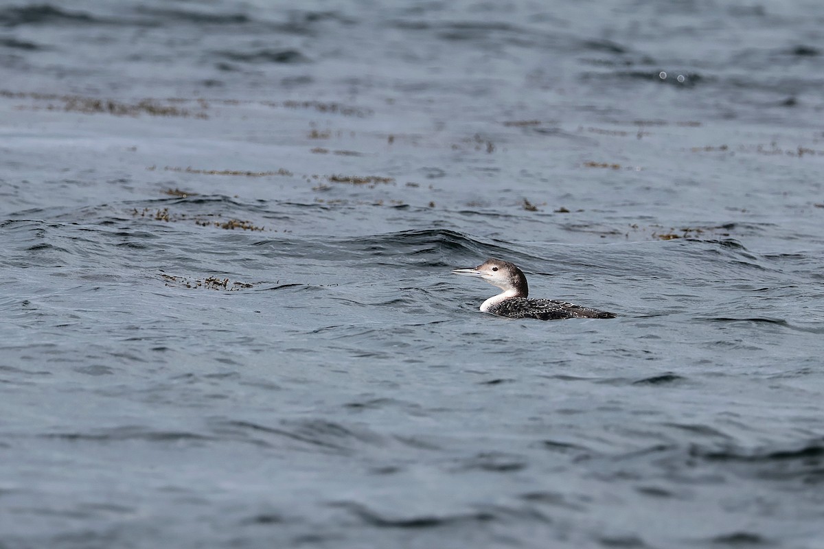 Common Loon - ML617085183