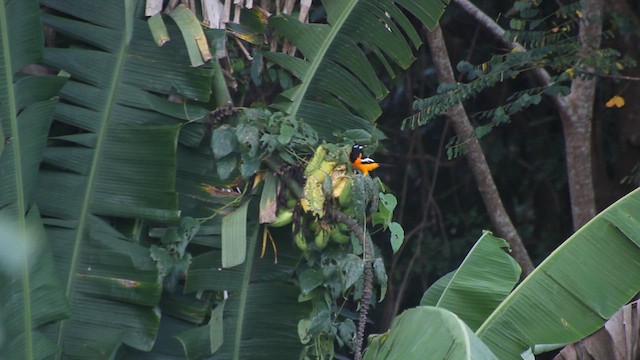 Venezuelan Troupial - ML617085185