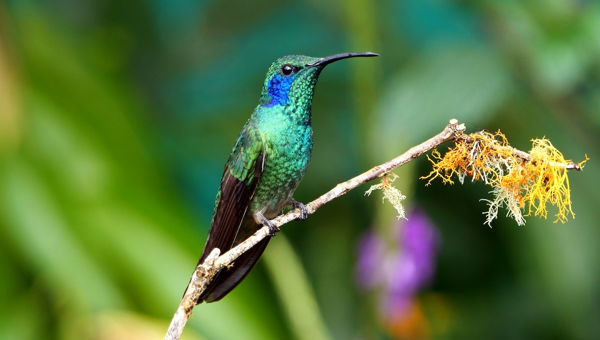 kolibřík modrouchý (ssp. cabanidis) - ML617085186