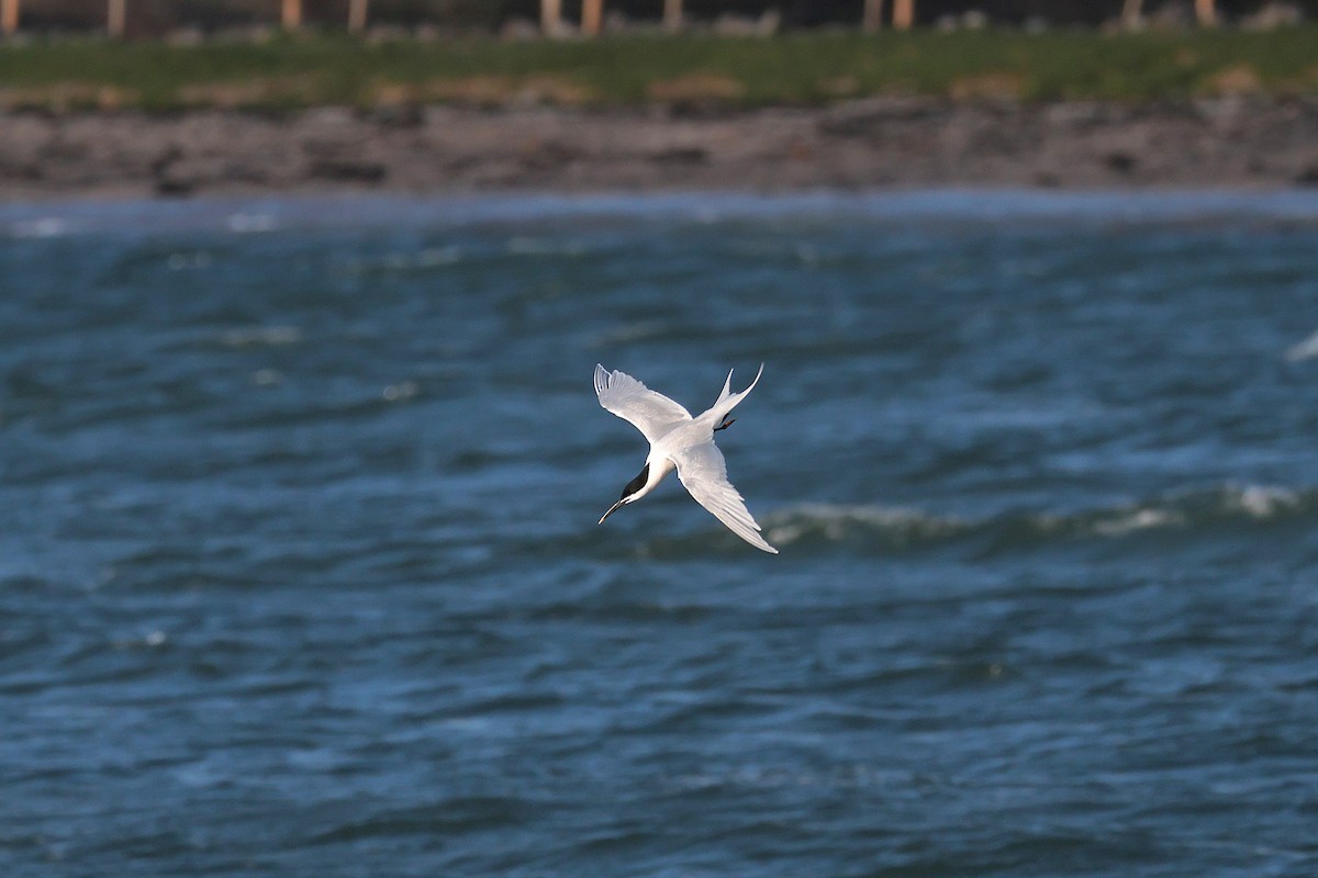 Sandwich Tern - ML617085190