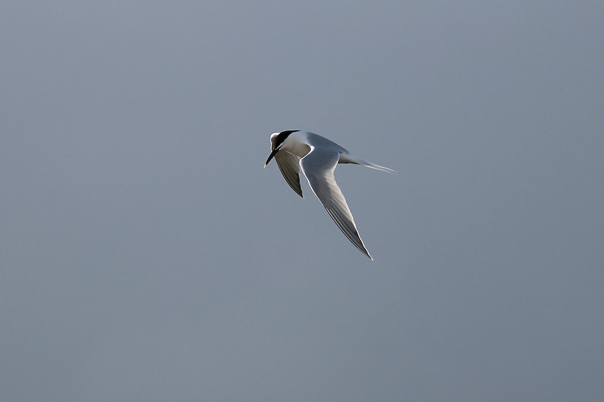 Sandwich Tern - ML617085191