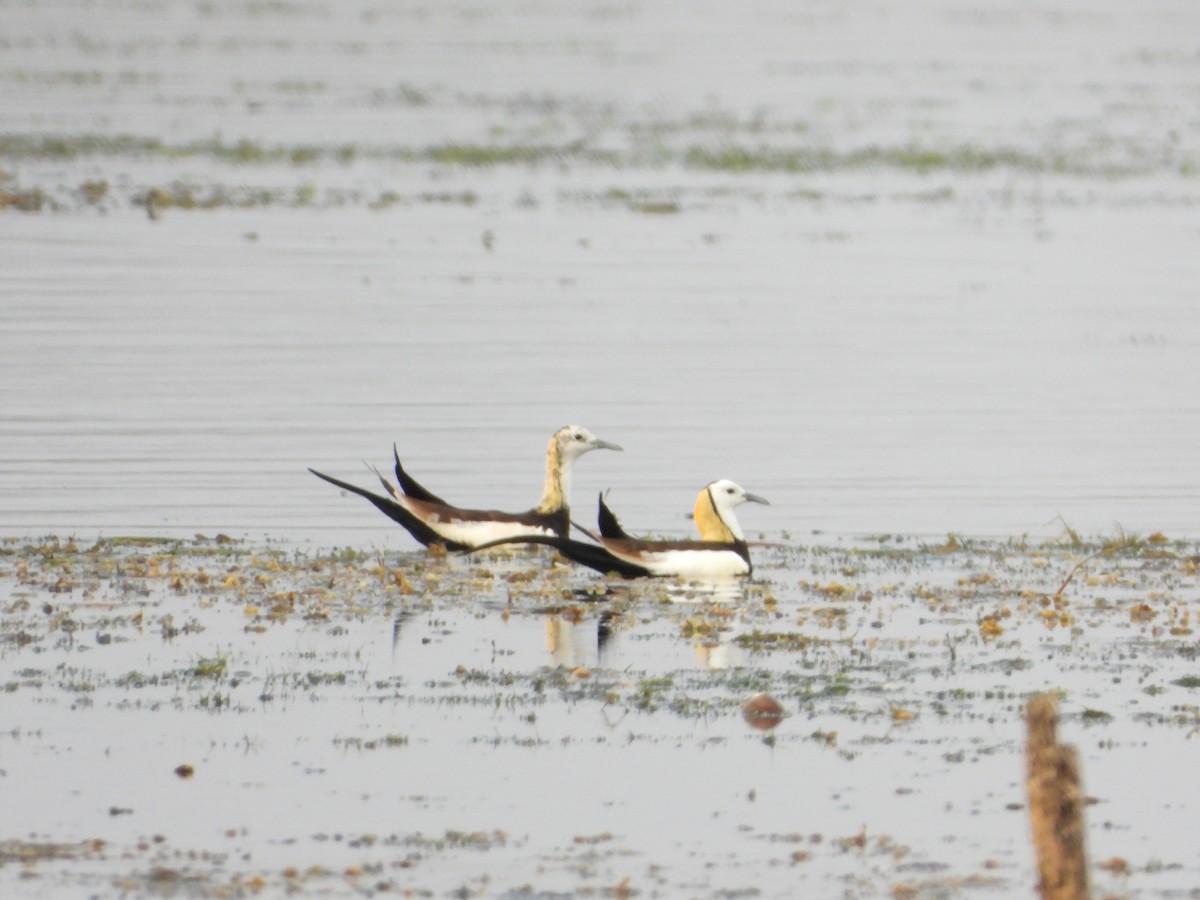 Pheasant-tailed Jacana - ML617085193