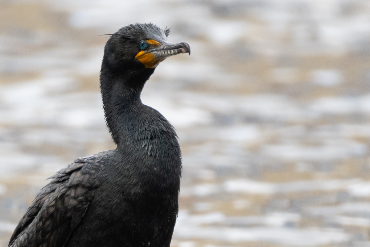 Double-crested Cormorant - ML617085204