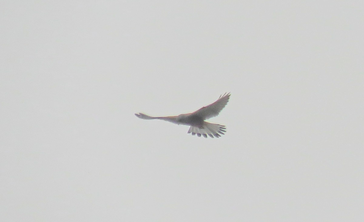 Lesser/Eurasian Kestrel - ML617085208