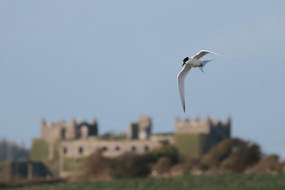 Sandwich Tern - ML617085210