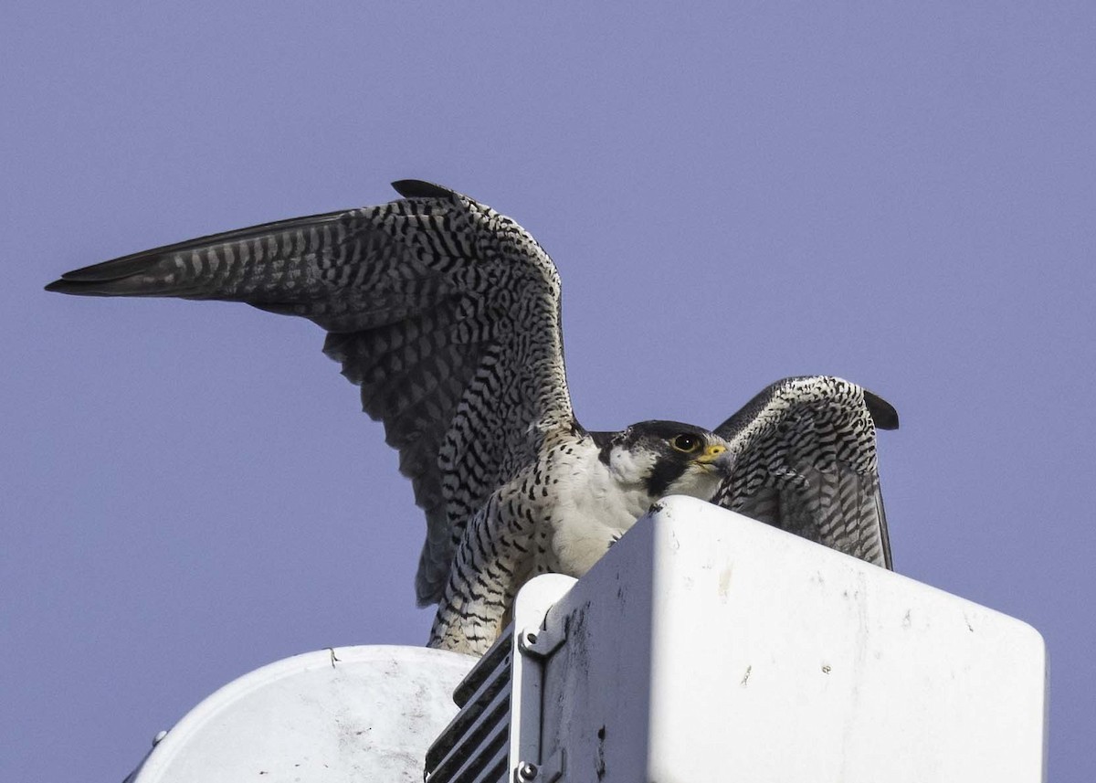 Peregrine Falcon - Carol Goodall