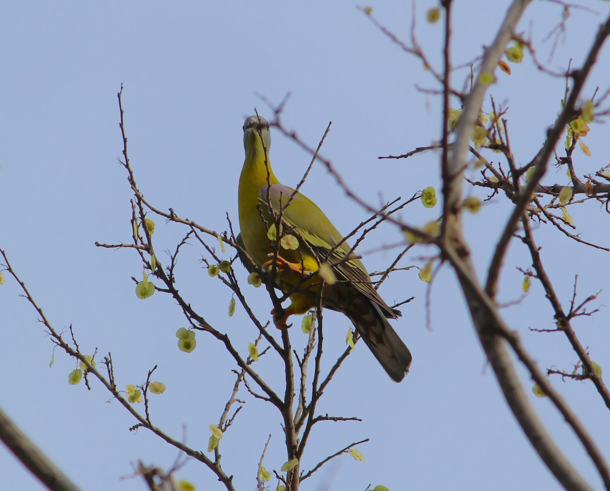 Yellow-footed Green-Pigeon - ML617085267
