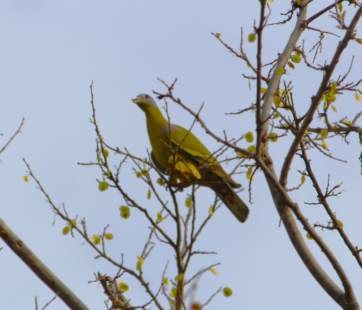 Yellow-footed Green-Pigeon - ML617085268