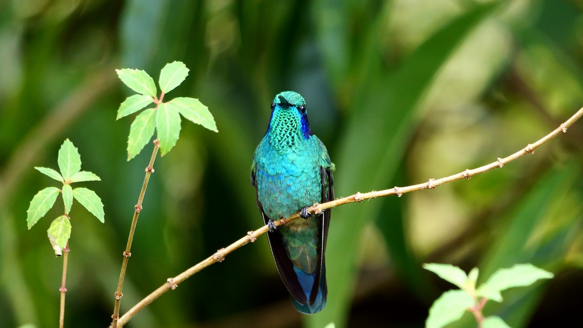 kolibřík modrouchý (ssp. cabanidis) - ML617085275