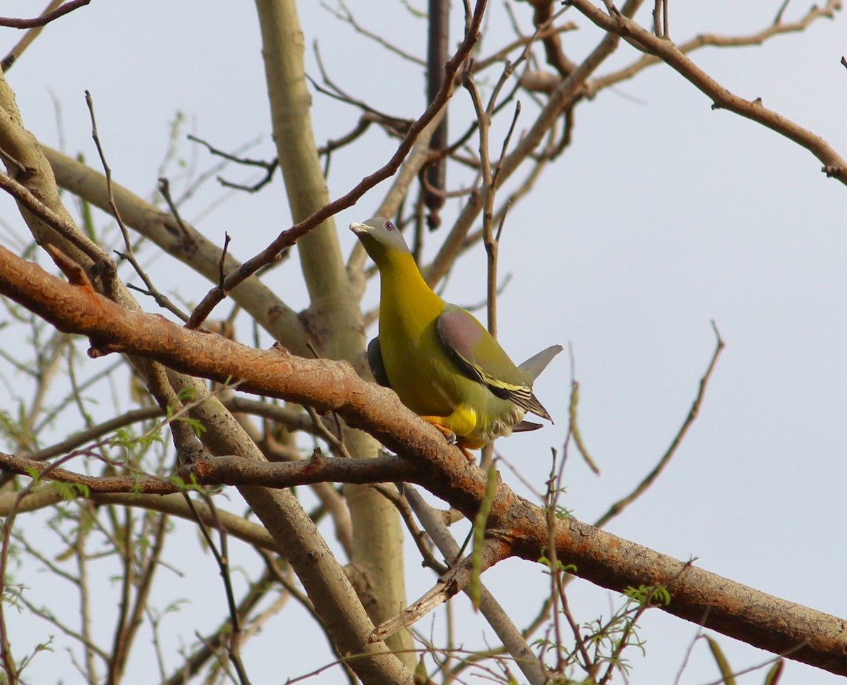 Yellow-footed Green-Pigeon - ML617085283