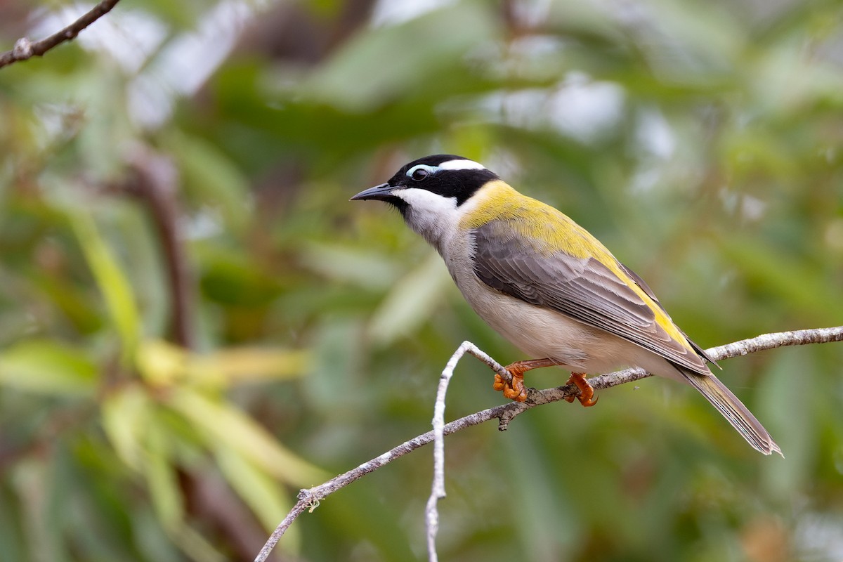 Black-chinned Honeyeater - Steve Popple