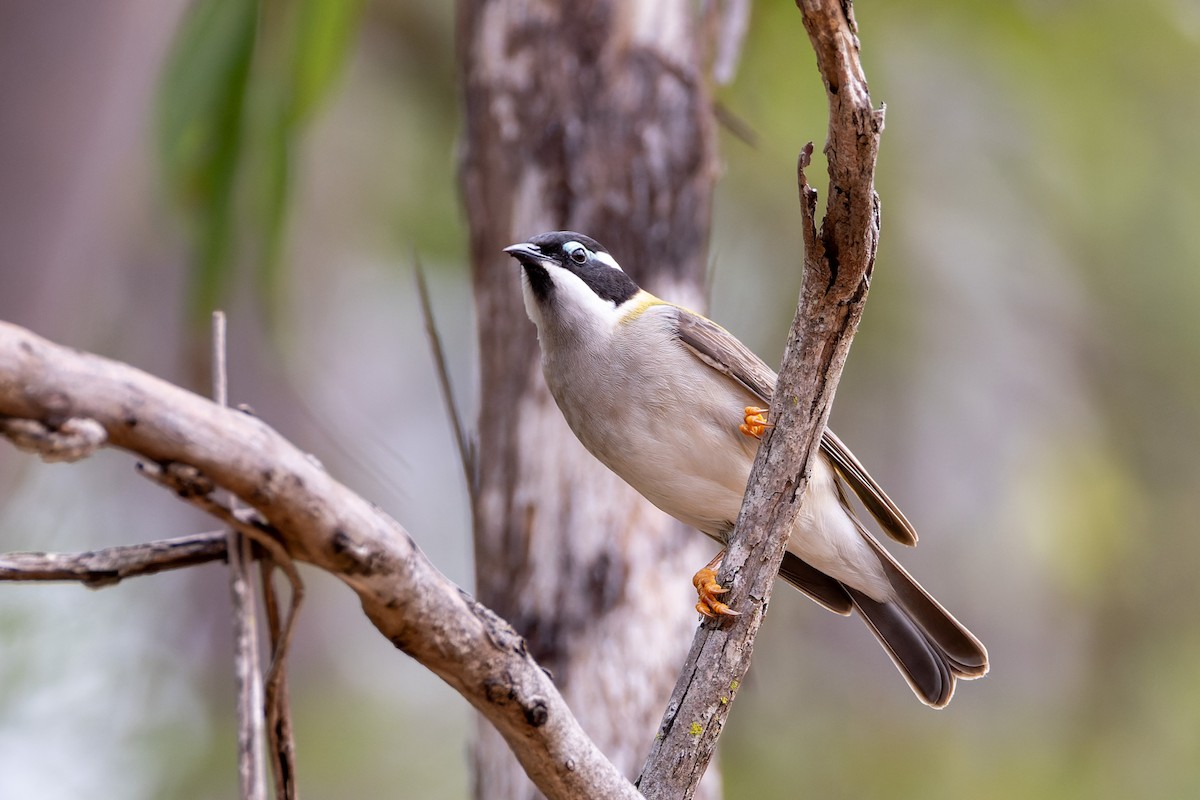 Black-chinned Honeyeater - Steve Popple