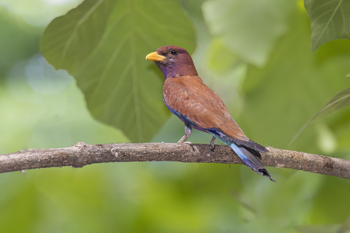 Broad-billed Roller - ML617085316