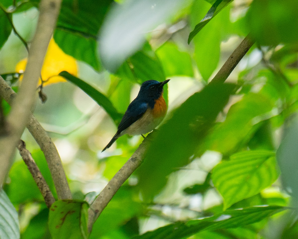 Large Blue Flycatcher - Omkar Dharwadkar