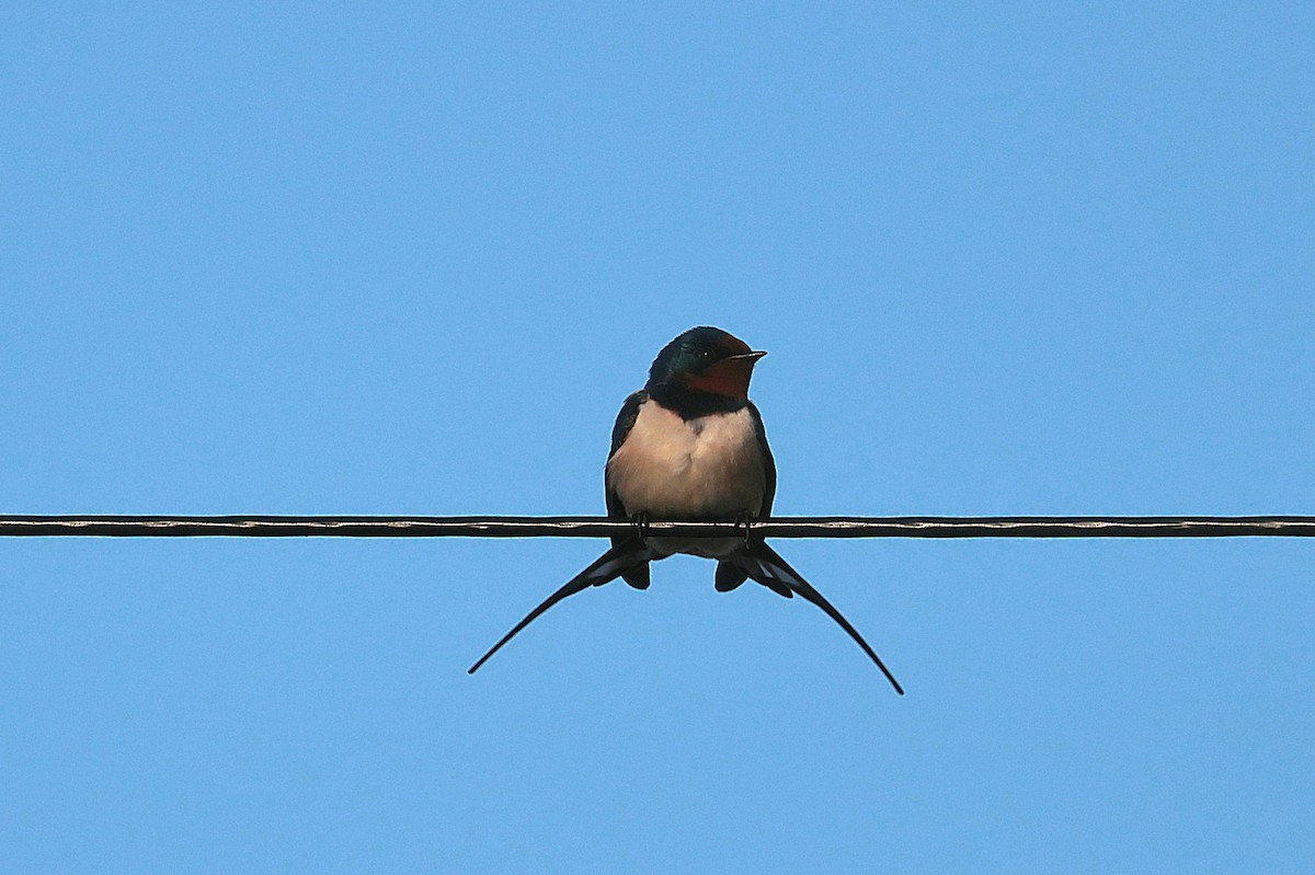 Barn Swallow - Seán Holland