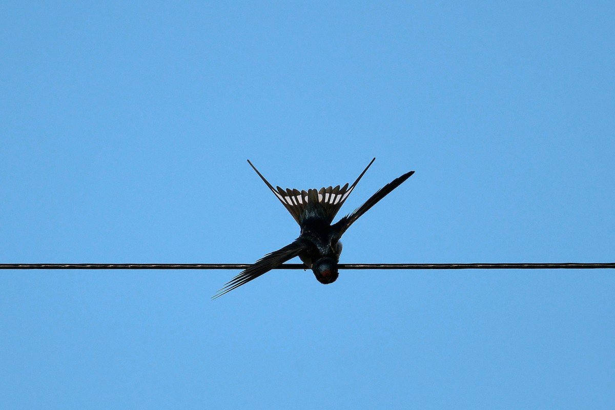 Barn Swallow - ML617085366