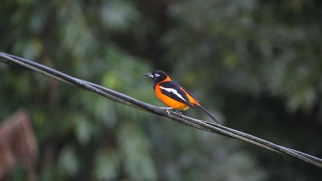 Oriole troupiale - ML617085382