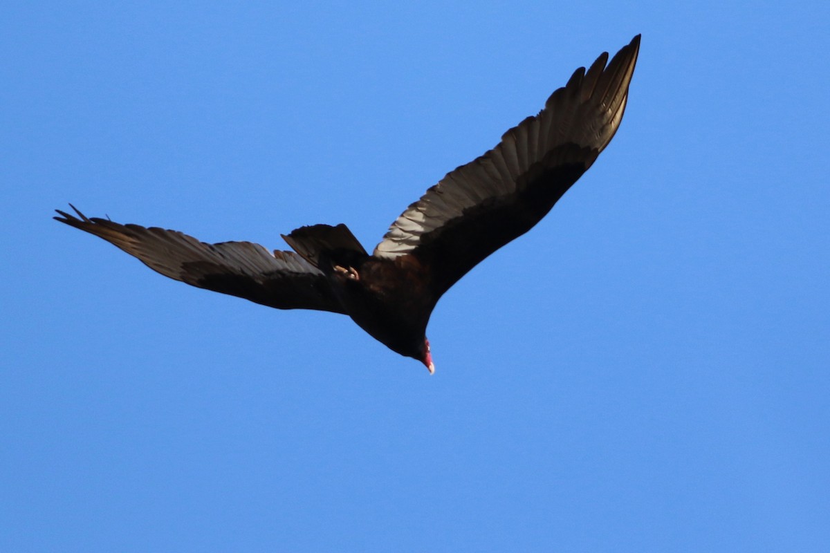 Turkey Vulture - Don Weidl