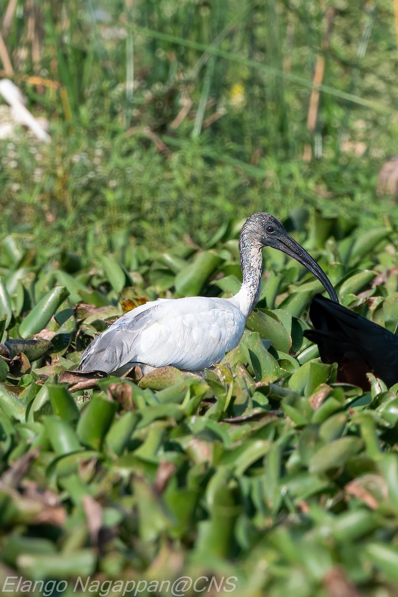 ibis černohlavý - ML617085498