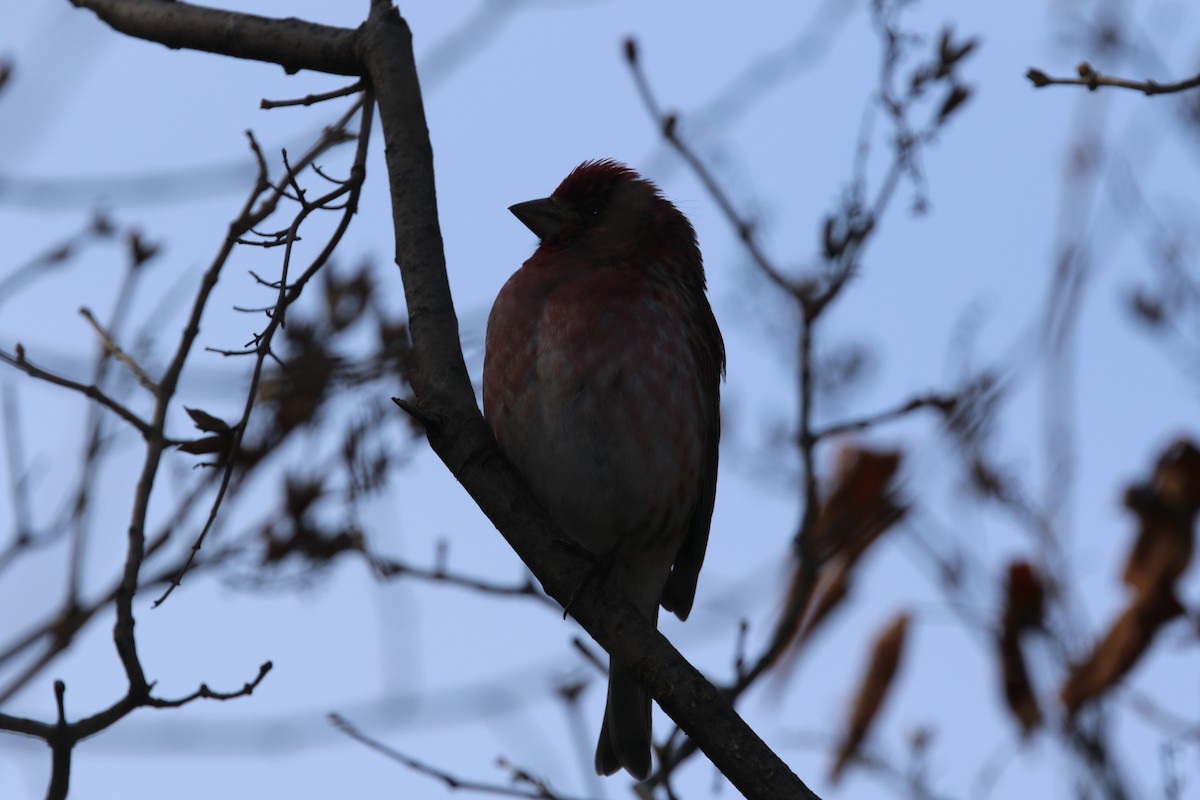 Purple Finch - ML617085513