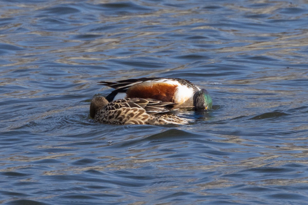 Northern Shoveler - Anonymous